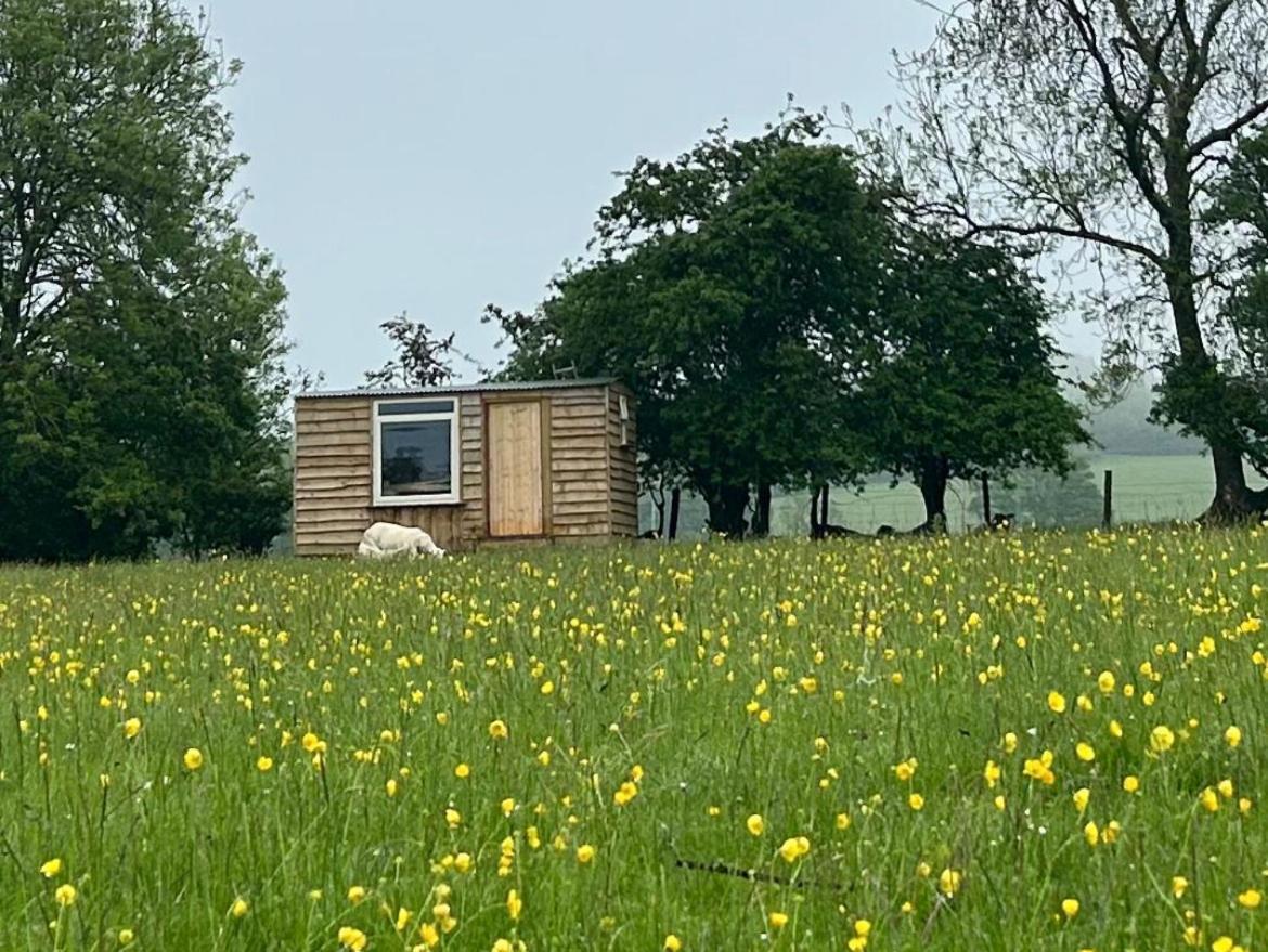 Hotel Off Grid Shepherds Hut Llansilin Exteriér fotografie